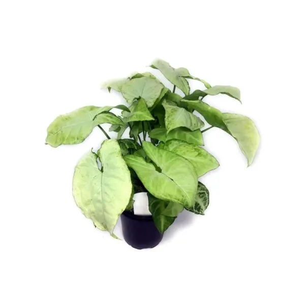 Planta naturala Syngonium White Butterfly Stoffels