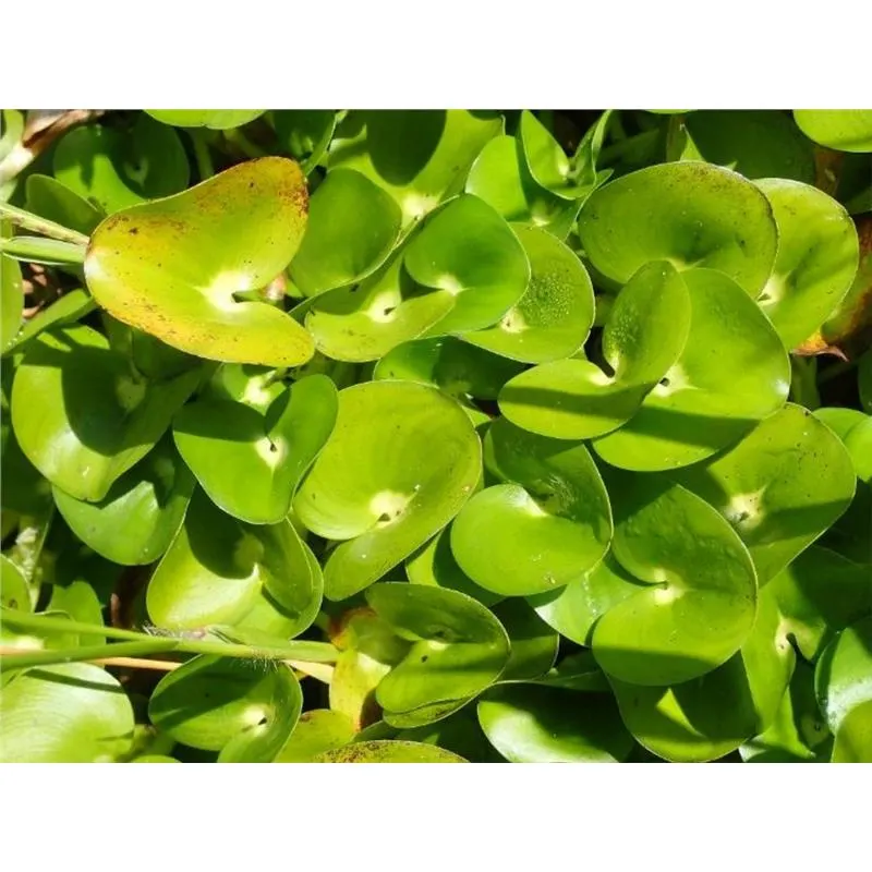 Planta plutitoare Stoffels Heteranthera reniformis (2 buc)