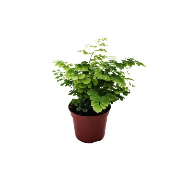 Planta terariu Dennerle Adiantum &lsquo;Fritz Luthi&rsquo;