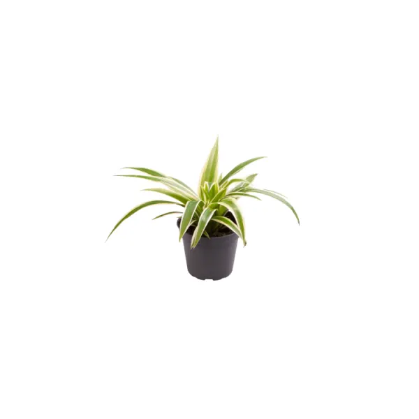 Planta terariu Dennerle Chlorophytum &lsquo;Irish&rsquo;