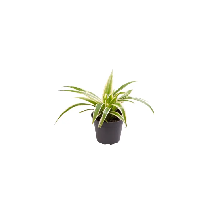 Planta terariu Dennerle Chlorophytum &lsquo;Irish&rsquo;