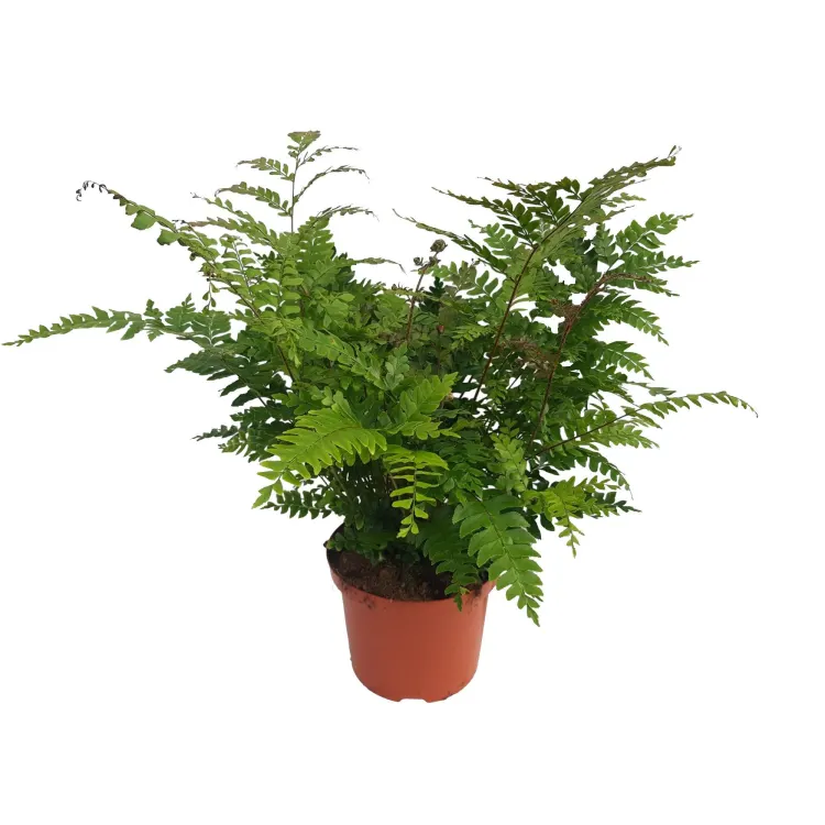 Planta terariu Dennerle Didymochlaena truncatula