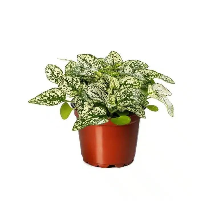 Planta terariu Dennerle Hypoestes phyllostachya 'Green-White'