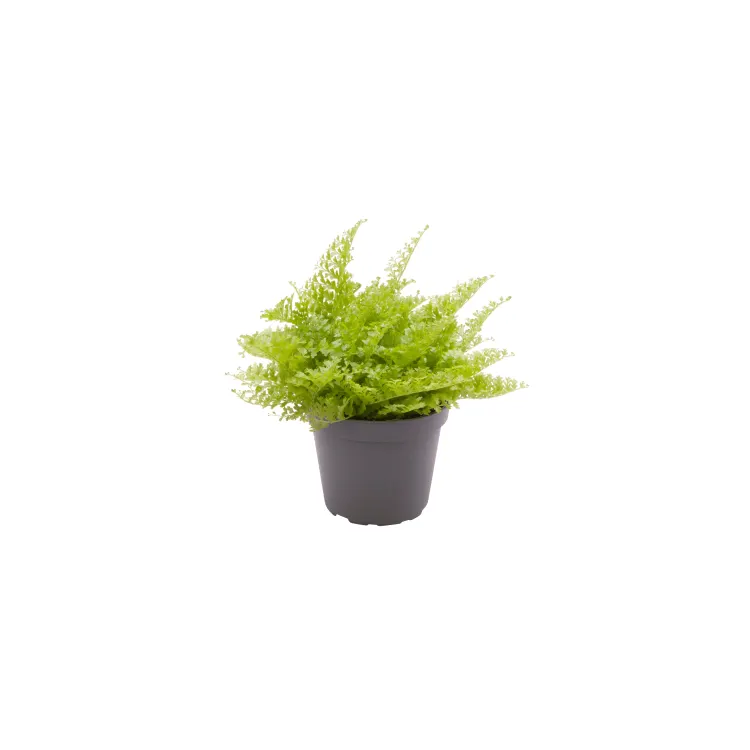 Planta terariu Dennerle Nephrolepis exaltata &lsquo;Cotton Candy&rsquo;