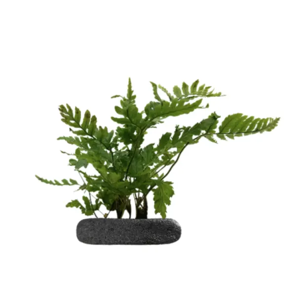 Planta terariu WIO Feriga Dryopteris erythrosora Compacta (Japanese Shield)
