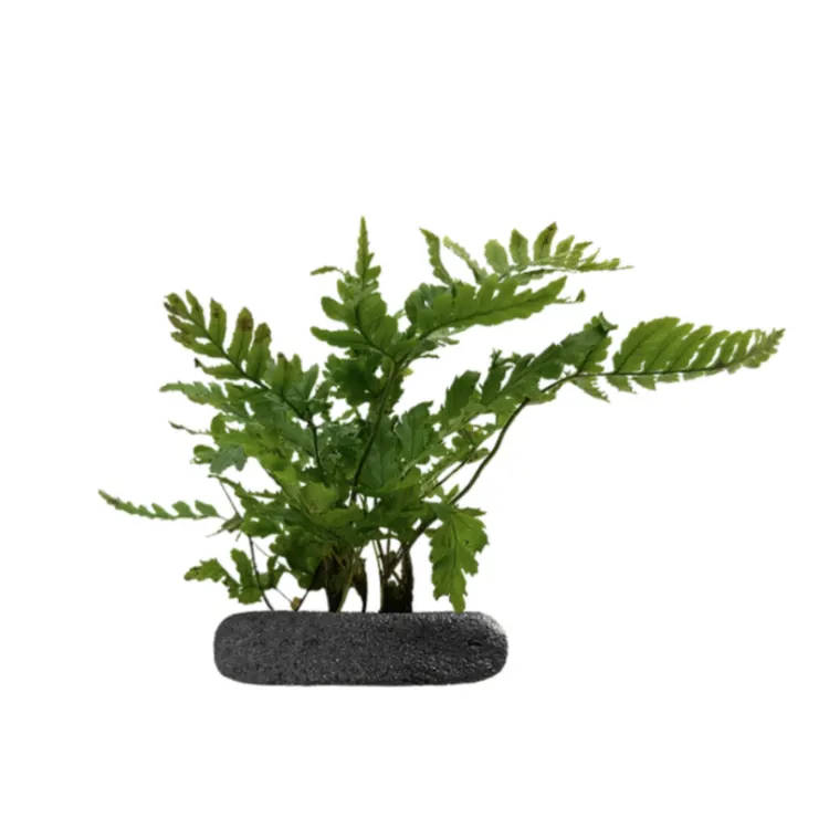 Planta terariu WIO Feriga Dryopteris erythrosora Compacta (Japanese Shield)
