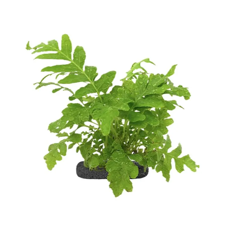 Planta terariu WIO Feriga Dwarf Tree "Blechnum gibbum 'silver'