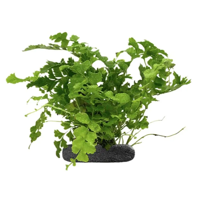Planta terariu WIO Feriga Sword "Nephrolepis exaltata"