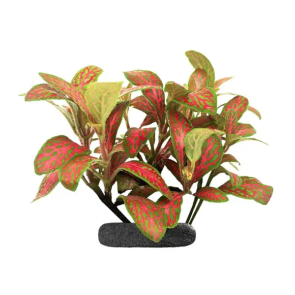 Planta terariu WIO Nerve Plant Red Veined Fittonia