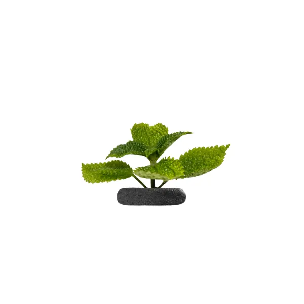 Planta terariu WIO "Moon Valley Tropical"