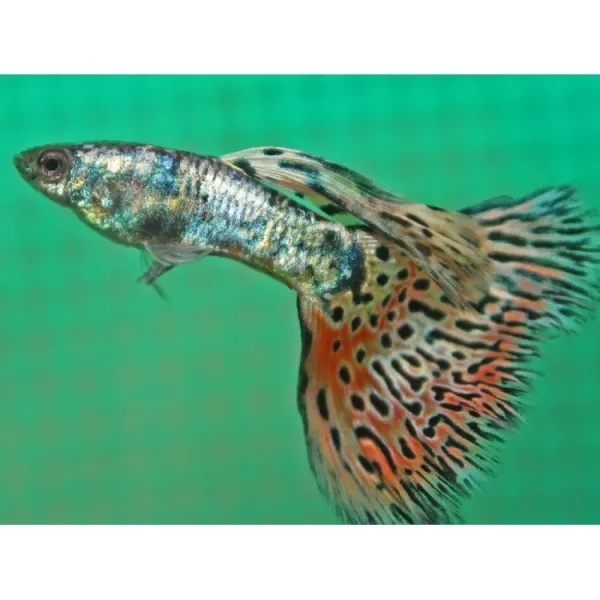 Poecilia ret. galaxy mosaic red - 3.5 cm