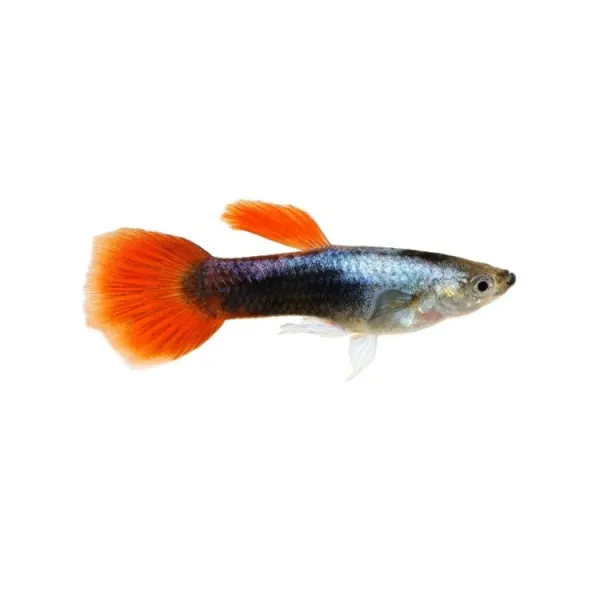 Poecilia ret.  red tuxedo tricolor