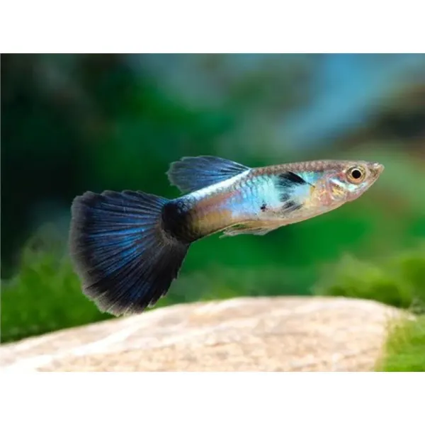 Poecilia reticulata 'Blue Queen' Mascul