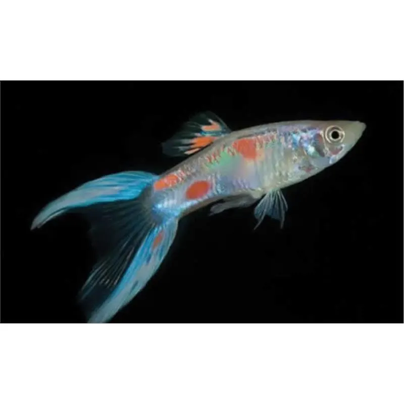 Poecilia reticulata 'Blue Scissor Tail'