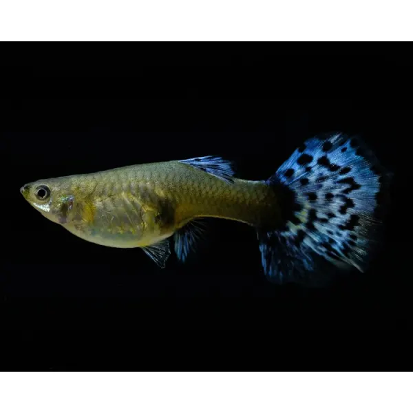 Poecilia reticulata 'Blue Turquoise'