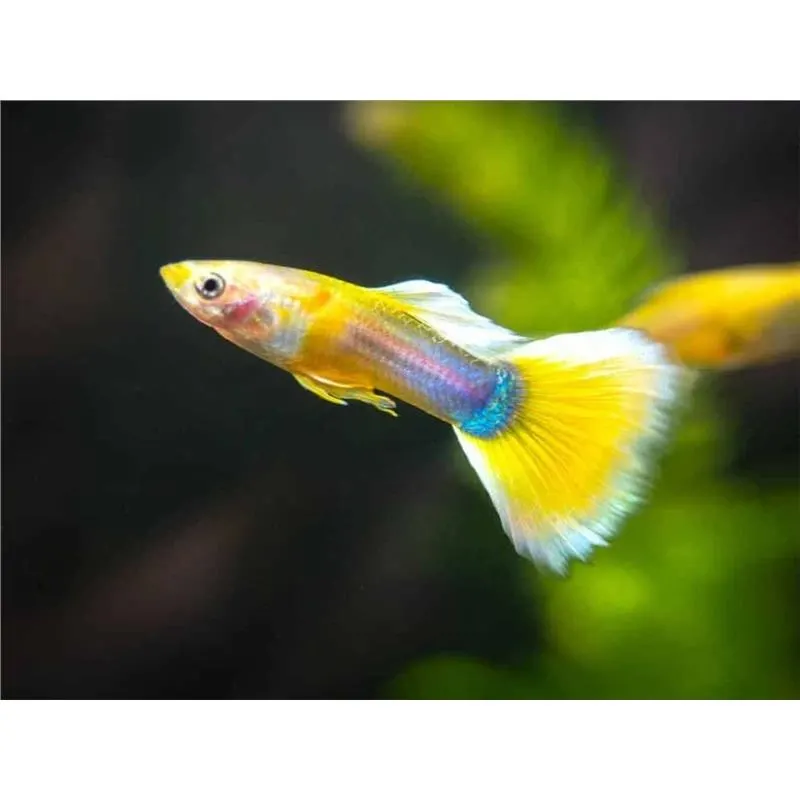 Poecilia reticulata 'Citrus Yellow' Mascul