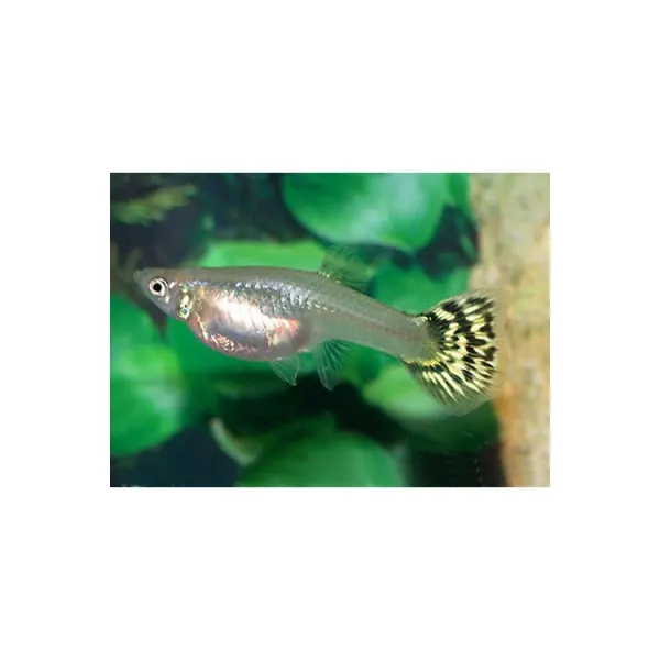 Poecilia reticulata 'Cobra' MIX