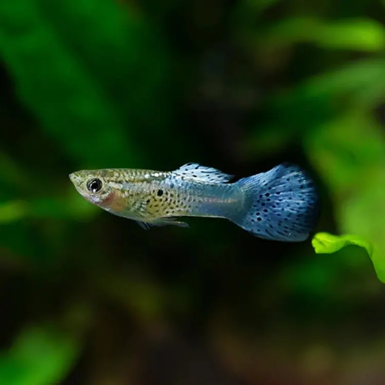 Poecilia reticulata 'Cobra Flower Blue'