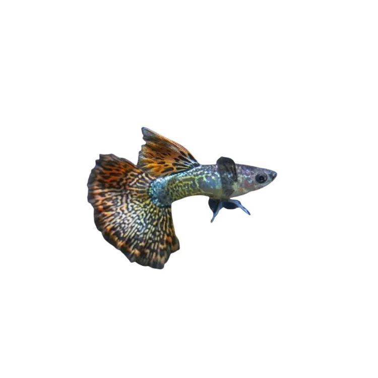 Poecilia reticulata 'Cobra Flower Elephant' Mascul