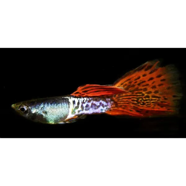 Poecilia reticulata 'Dark Red Cobra' Mascul