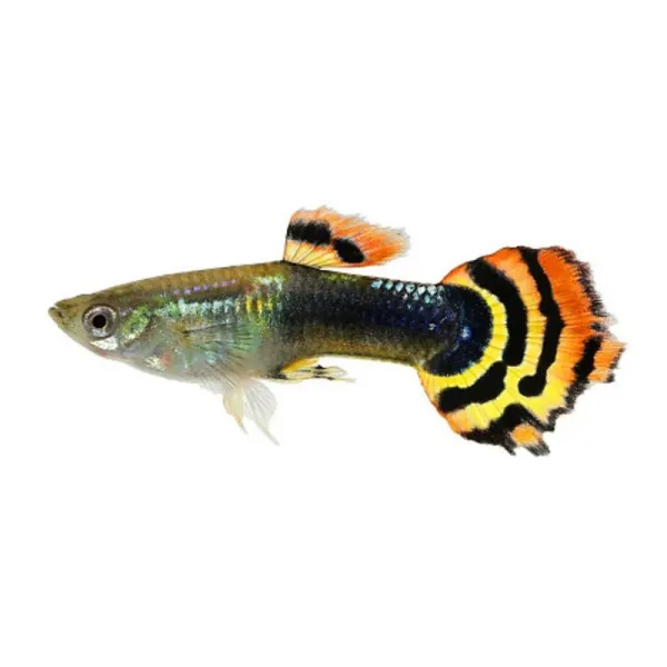 Poecilia reticulata 'Dragon Head' Mascul