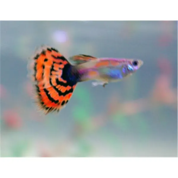 Poecilia reticulata 'Dragon Tail'