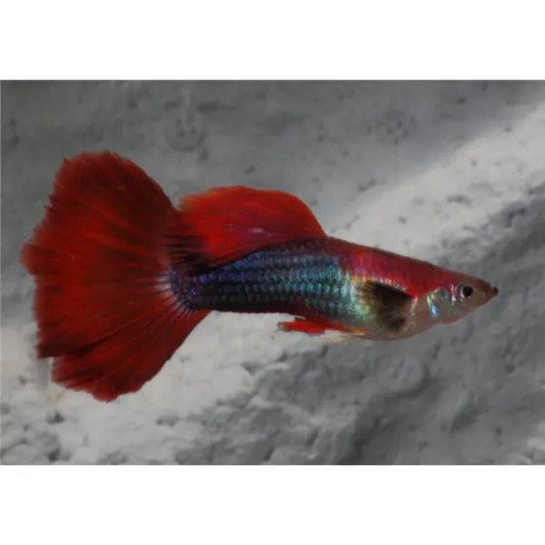 Poecilia reticulata 'Fire Tuxedo'