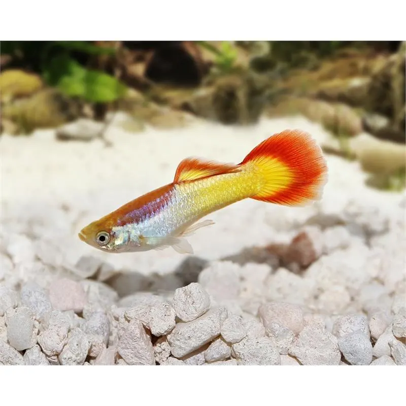 Poecilia reticulata 'Flame'
