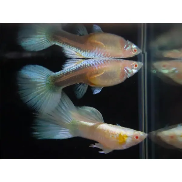 Poecilia reticulata 'Full Platinum Albino'
