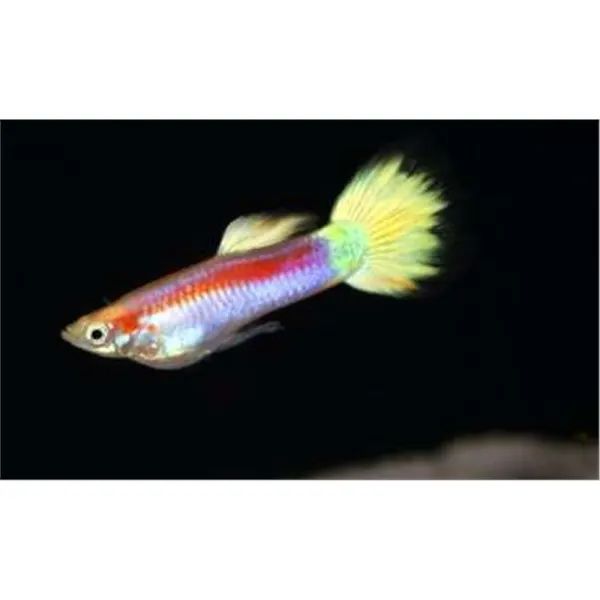 Poecilia reticulata 'Laser Ray'