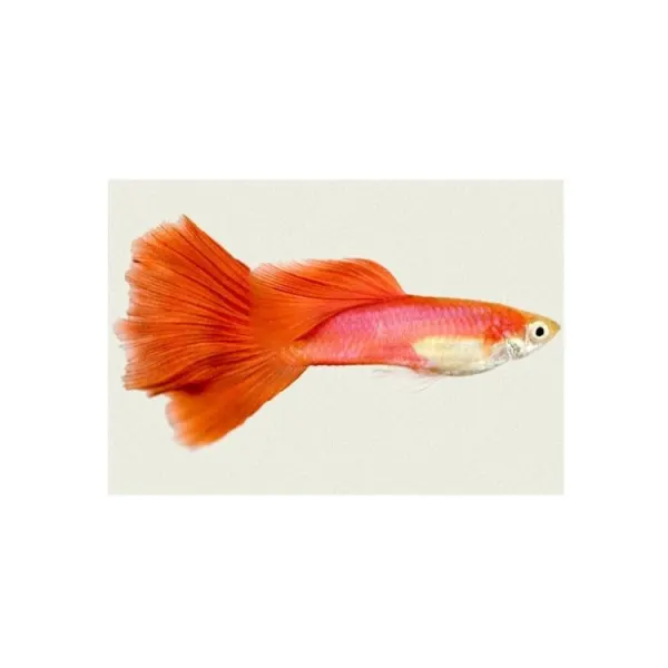 Poecilia reticulata 'Melon Red' Mascul