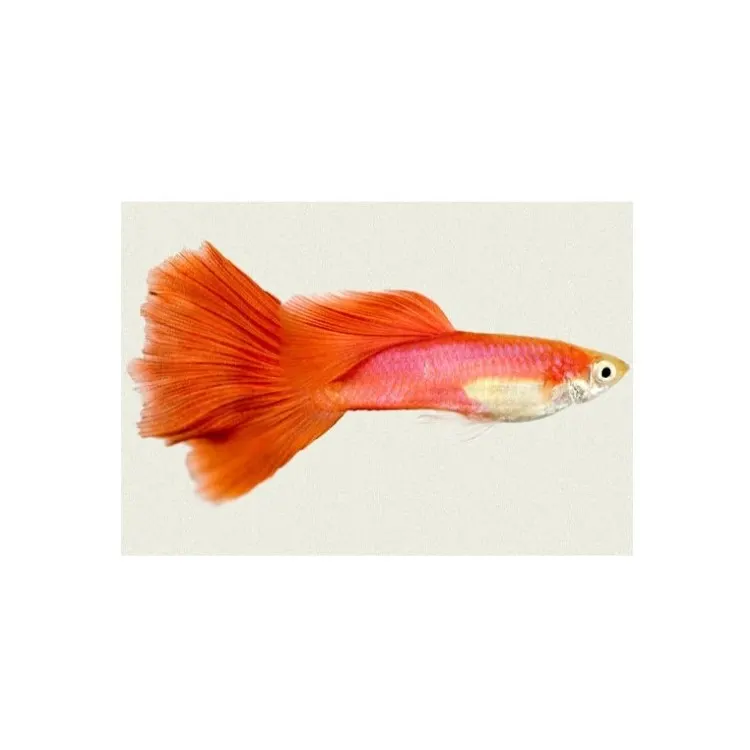Poecilia reticulata 'Melon Red' Mascul