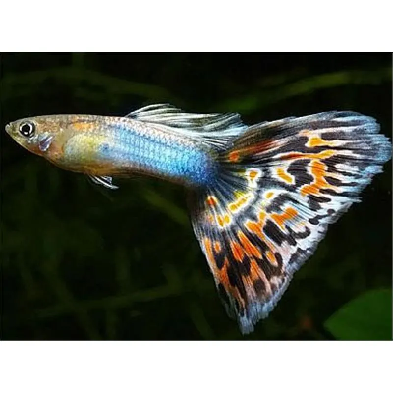 Poecilia reticulata 'Multicolor' Mascul