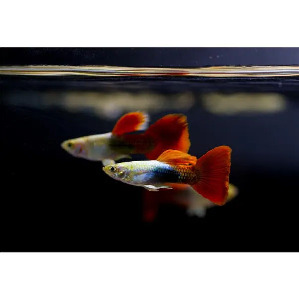 Poecilia reticulata 'Platinum Red' Mascul