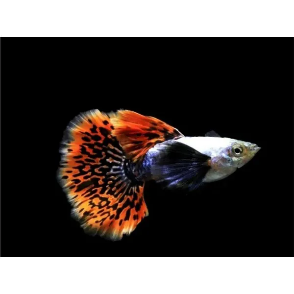 Poecilia reticulata 'Platinum Red Mosaic Big Ear'