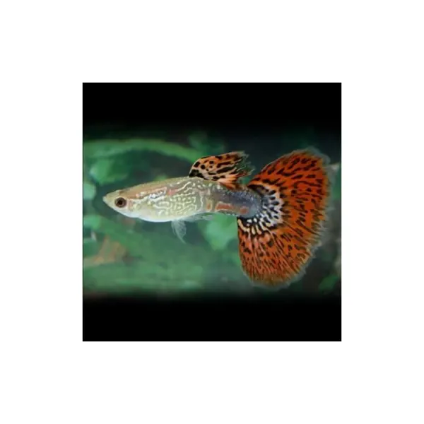 Poecilia reticulata 'Red Butterfly' Mascul