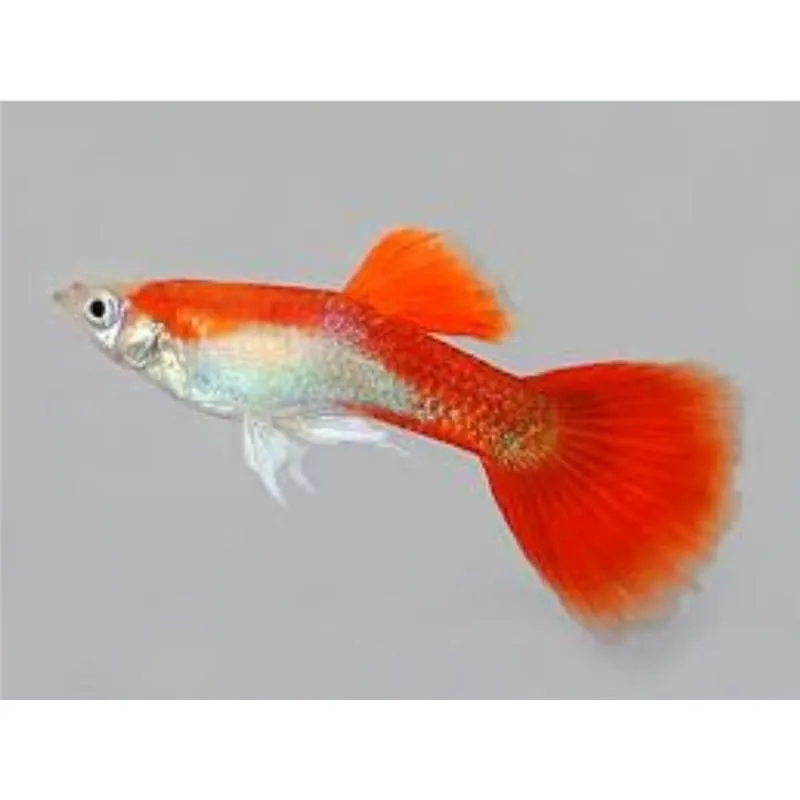 Poecilia reticulata 'Red Dwarf' Mascul