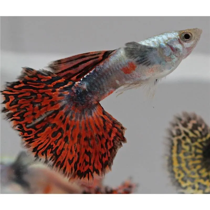 Poecilia reticulata 'Red Mosaic Tail' Mascul