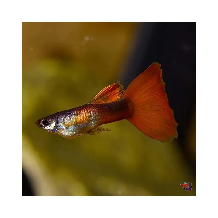 Poecilia reticulata 'Red Turquoise' Mascul