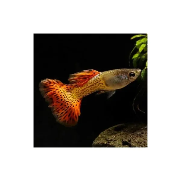 Poecilia reticulata 'Snakesine Red Blond' Mascul