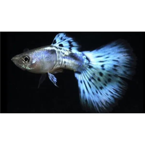 Poecilia reticulata 'Snakeskin Blue Delta' Mascul