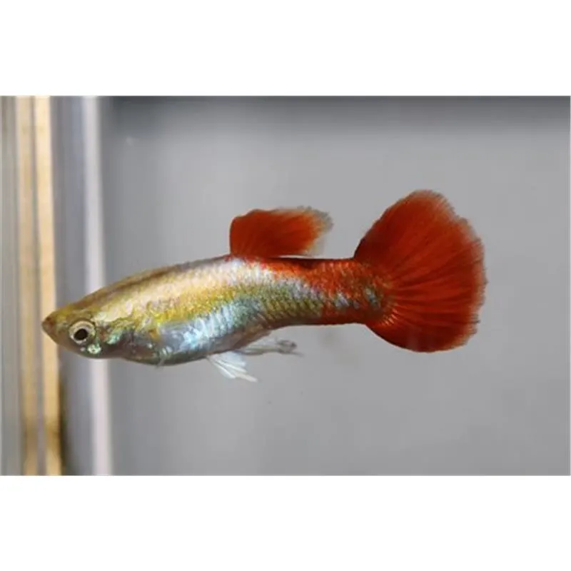 Poecilia reticulata 'Tuxedo Bronze' Mascul