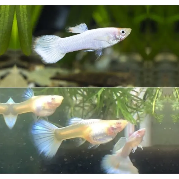 Poecilia reticulata 'White Tuxedo'