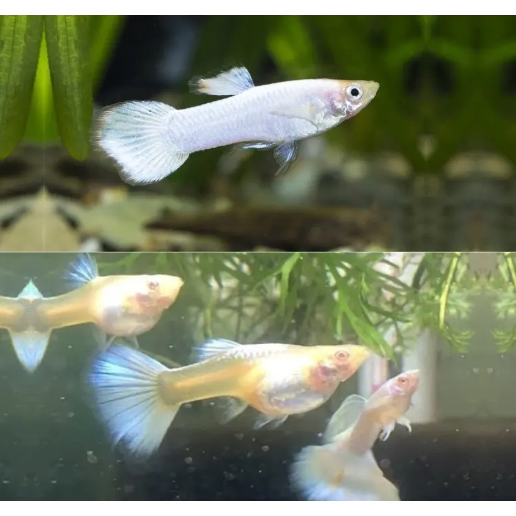 Poecilia reticulata 'White Tuxedo'