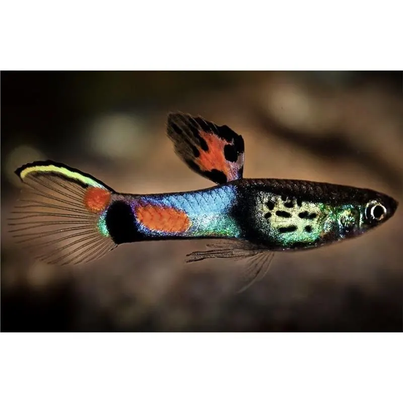 Poecilia wingei 'Campoma no.31 Blue Snake'