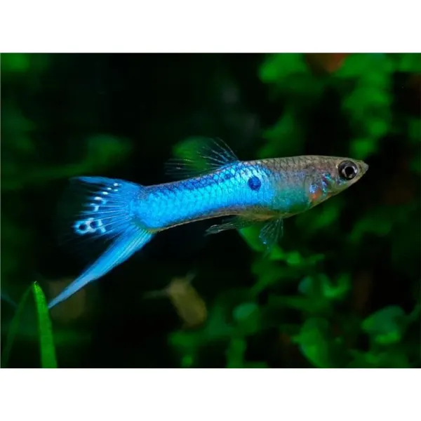 Poecilia wingei 'Japan Blue Sword'