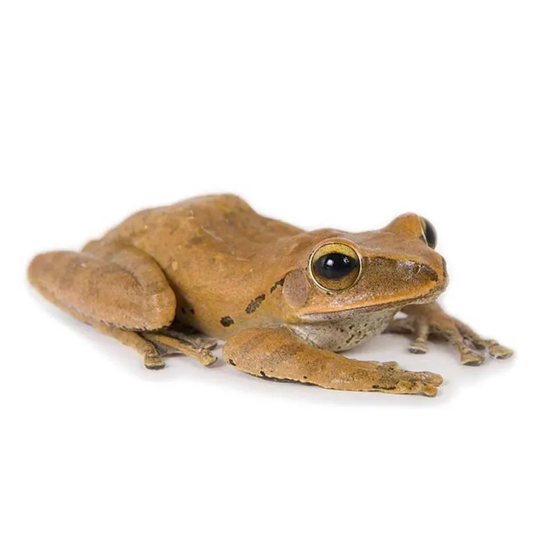 Polypedates leucomystax (Broasca galbena de copac)