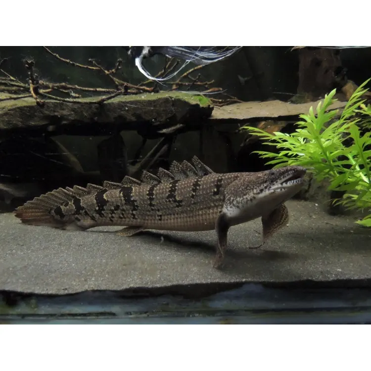 Polypterus delhezi