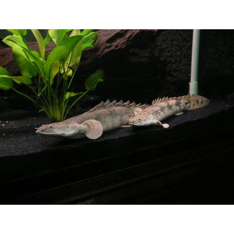 Polypterus endlicheri endlicheri