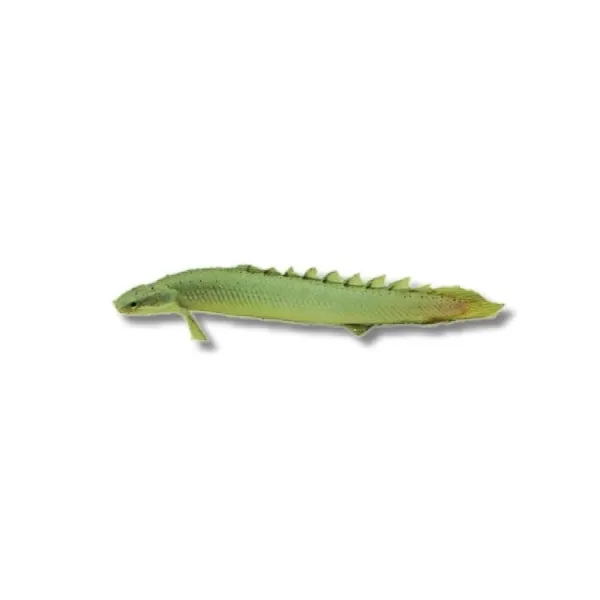 Polypterus senegalus